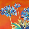 Gros plan sur des fleurs d'agapanthes - orange, bleu - jardin