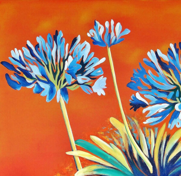 Gros plan sur des fleurs d'agapanthes - orange, bleu - jardin