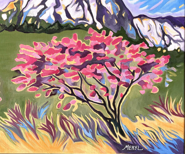 Arbres de Judée au pays de Pagnol